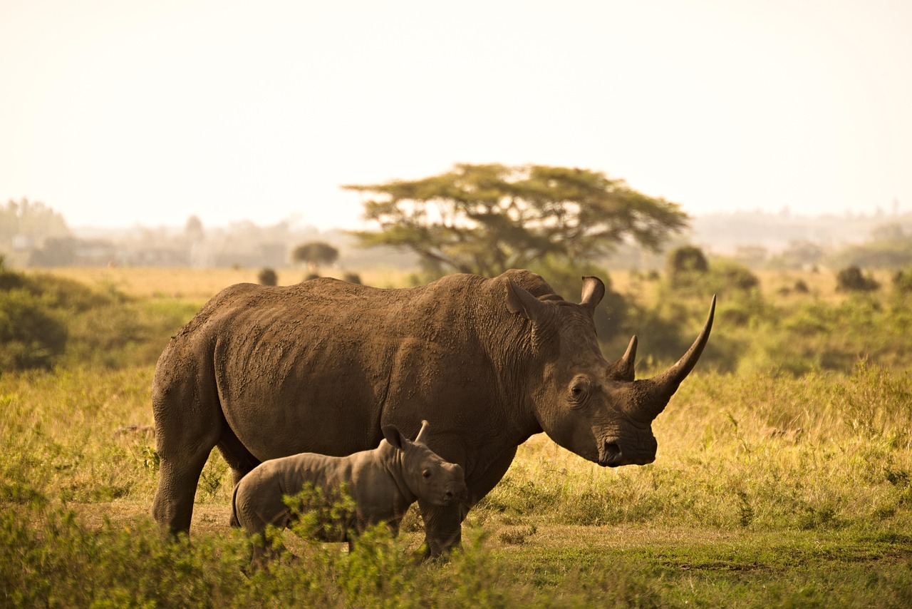 Kenya’da Safari ve Zanzibar’da Okyanus