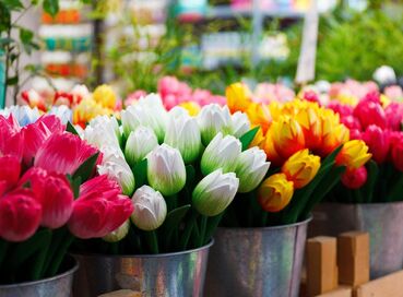 Lale Dönemi’nde Ren Nehri: Almanya & Hollanda (Tüm Turlar Dahil) (N)