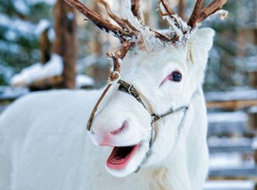 Lapland: Noel Baba’nın Evi ve Buzkıran Gemisi (5* Otel)