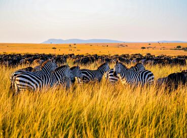 Kenya'da Safari