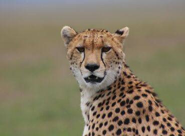 Kenya'da Safari