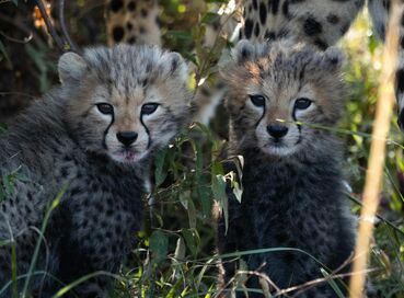 Kenya'da Safari
