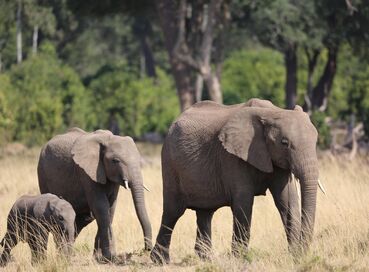 Kenya'da Safari