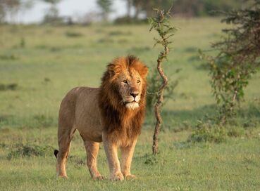 Kenya'da Safari