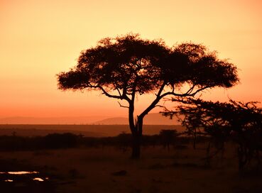 Kenya'da Safari