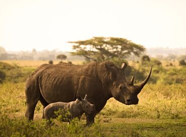 Kenya'da Safari