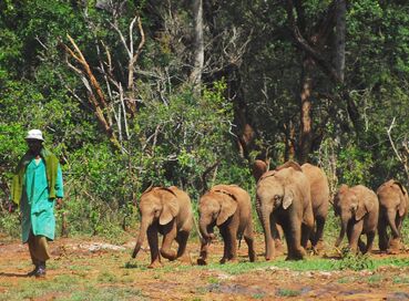 Kenya’da Safari ve Zanzibar’da Okyanus