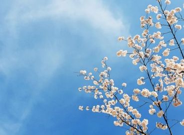 Antalya Çıkışlı Sakura Zamanında Büyük Japonya & Kore (Kampanya)