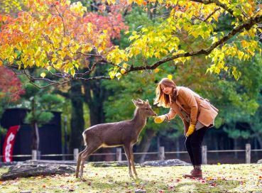 Antalya Çıkışlı Sömestr Özel Japonya & Kore Turu Tüm Turlar Dahil
