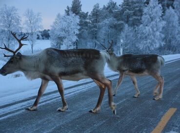 Antalya Çıkışlı Sömestr Özel Kuzey Işıklarının İzinde Lapland Turu Kampanya (5 gün 4 Gece)