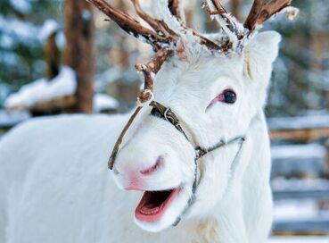 Lapland; Noel Baba'nın Evi ve Buzkıran Gemisi