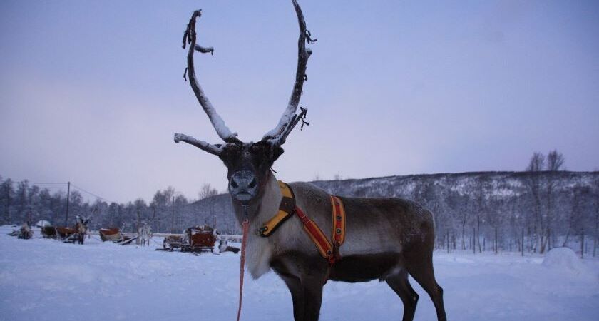 Lapland; Noel Baba'nın Evi ve Buzkıran Gemisi