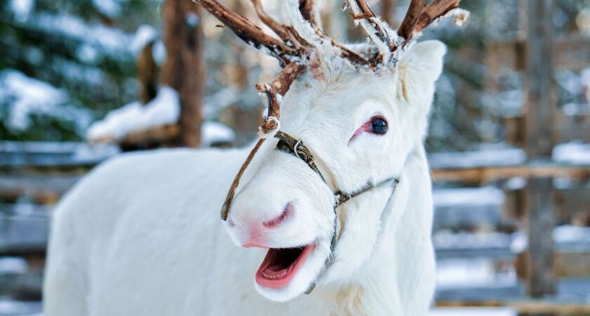 Lapland; Noel Baba'nın Evi ve Buzkıran Gemisi