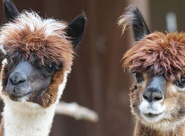 İnti Raymi Festivalinde Peru, Kolombiya ve Şili