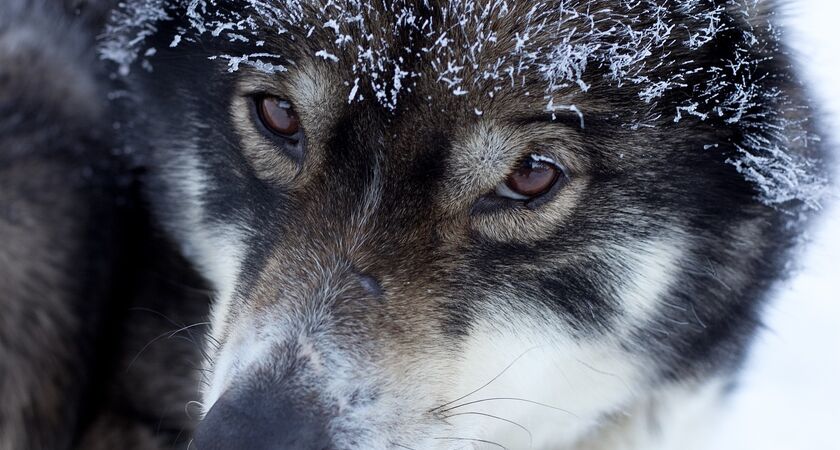 Lapland; Noel Baba'nın Evi ve Buzkıran Gemisi