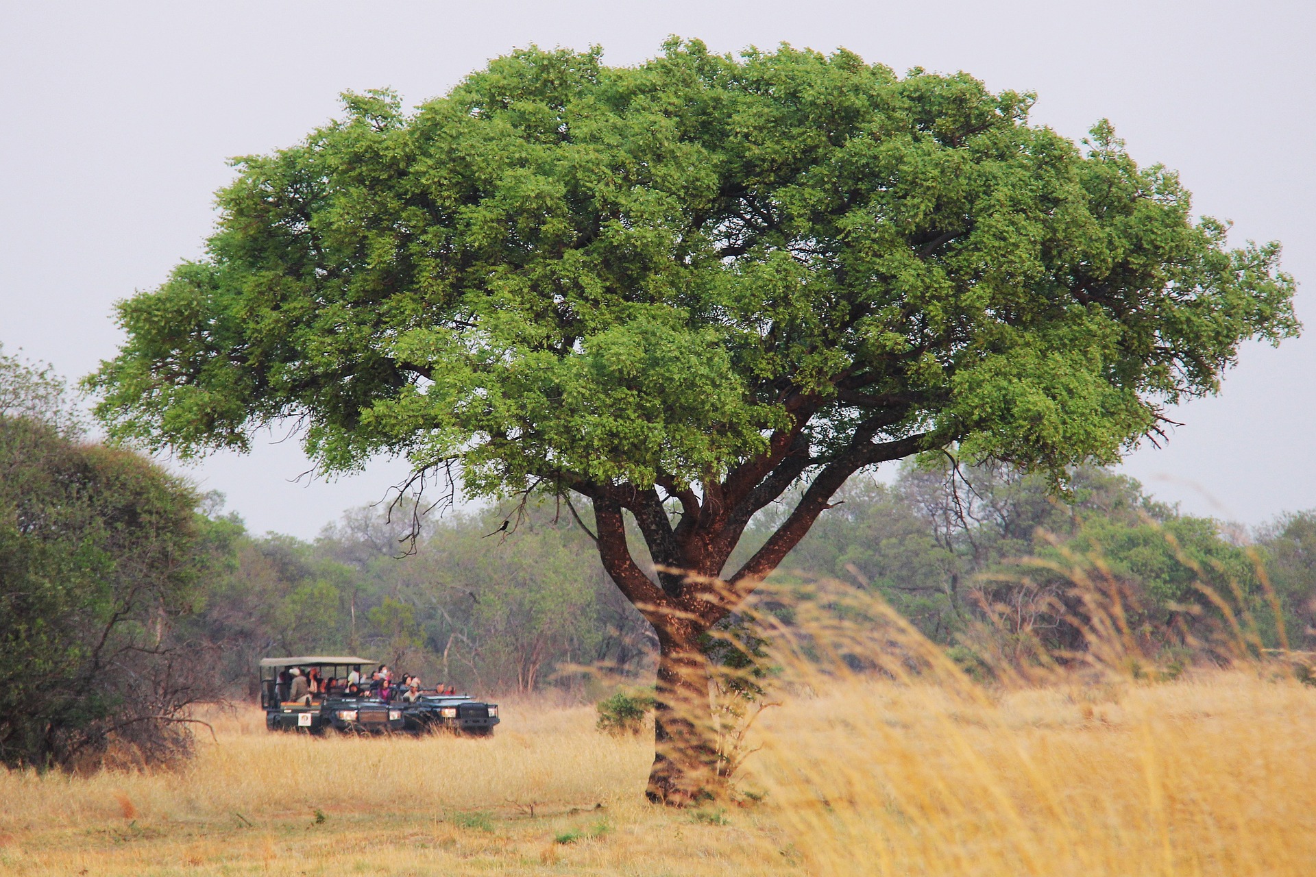 Güney Afrika