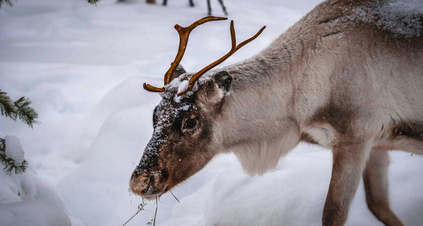 Lapland; Noel Baba'nın Evi Buzkıran Gemisi (Yılbaşı Özel)