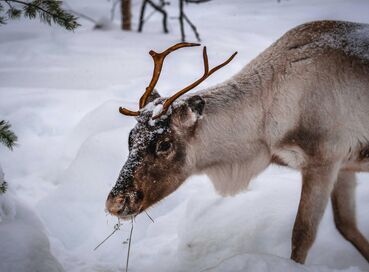 Lapland; Yılbaşı'nda Noel Baba’nın Evi