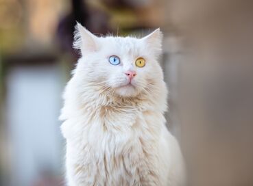 İzmir Çıkışlı Van Gölü Havzası Turu